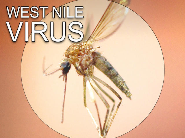 Số người tử vong do virus Tây sông Nile tại Mỹ tiếp tục tăng cao